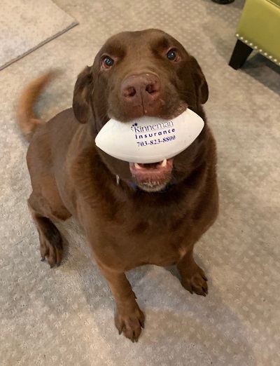 dog holding kinneman football